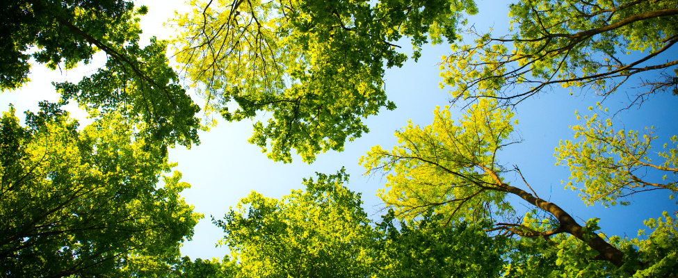 FSC<sup>®</sup> chain of custody certification