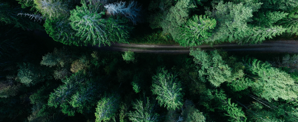 FSC<sup>®</sup> Forest Management Certification